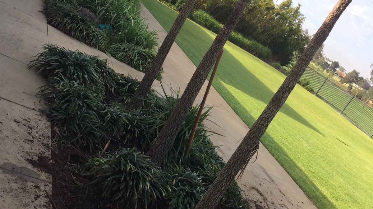 Overgrown roadside median before landscaping